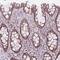 Dachsous Cadherin-Related 1 antibody, NBP2-13902, Novus Biologicals, Immunohistochemistry frozen image 