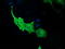 Phosphodiesterase 2A antibody, TA502683, Origene, Immunofluorescence image 