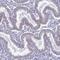 RNA Exonuclease 5 antibody, HPA040755, Atlas Antibodies, Immunohistochemistry paraffin image 