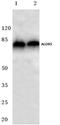 Arachidonate 5-lipoxygenase antibody, AP06493PU-N, Origene, Western Blot image 