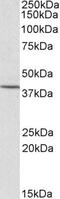 Cytohesin 1 Interacting Protein antibody, PA5-18019, Invitrogen Antibodies, Western Blot image 