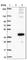 Rhomboid domain-containing protein 2 antibody, HPA051960, Atlas Antibodies, Western Blot image 