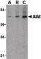 CD5 Molecule Like antibody, LS-C19598, Lifespan Biosciences, Western Blot image 