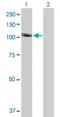 Disco-interacting protein 2 homolog A antibody, H00023181-B01P, Novus Biologicals, Western Blot image 
