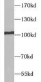 Rap guanine nucleotide exchange factor 3 antibody, FNab09888, FineTest, Western Blot image 