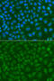 SSX Family Member 5 antibody, 23-140, ProSci, Immunofluorescence image 