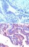 Interferon Related Developmental Regulator 1 antibody, NBP2-24679, Novus Biologicals, Immunohistochemistry frozen image 