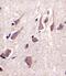 Neurexin-1-beta antibody, PA5-49444, Invitrogen Antibodies, Immunohistochemistry paraffin image 