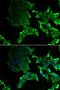 H3R26me2a antibody, orb137155, Biorbyt, Immunofluorescence image 