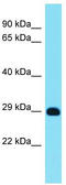 Mitochondrial Ribosomal Protein L12 antibody, TA338337, Origene, Western Blot image 