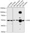 LIM/homeobox protein Lhx9 antibody, 14-594, ProSci, Western Blot image 