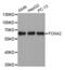 HNF-3-beta antibody, LS-C334549, Lifespan Biosciences, Western Blot image 