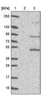 PAT1 Homolog 1, Processing Body MRNA Decay Factor antibody, NBP1-93808, Novus Biologicals, Western Blot image 