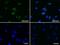 lamin A antibody, NBP2-45654, Novus Biologicals, Immunofluorescence image 