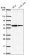 Solute Carrier Family 30 Member 6 antibody, HPA057328, Atlas Antibodies, Western Blot image 