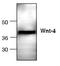 Wnt Family Member 4 antibody, AP00247PU-N, Origene, Western Blot image 