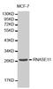Ribonuclease A Family Member 11 (Inactive) antibody, MBS127173, MyBioSource, Western Blot image 