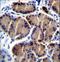 Hepatic lipase antibody, LS-C165791, Lifespan Biosciences, Immunohistochemistry frozen image 