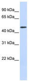 DDB1 And CUL4 Associated Factor 4 antibody, TA333413, Origene, Western Blot image 