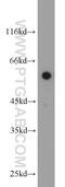 DDB1 And CUL4 Associated Factor 10 antibody, 20483-1-AP, Proteintech Group, Western Blot image 