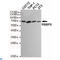 RB Binding Protein 5, Histone Lysine Methyltransferase Complex Subunit antibody, LS-C813112, Lifespan Biosciences, Western Blot image 
