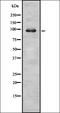 Ras GTPase-activating protein 2 antibody, orb335457, Biorbyt, Western Blot image 