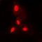 Histone H3 antibody, LS-C356098, Lifespan Biosciences, Immunofluorescence image 