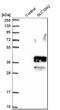 Solute Carrier Family 10 Member 2 antibody, HPA004795, Atlas Antibodies, Western Blot image 