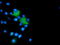 Microtubule Associated Monooxygenase, Calponin And LIM Domain Containing 1 antibody, TA501842, Origene, Immunofluorescence image 