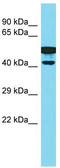 COBW Domain Containing 2 antibody, TA331604, Origene, Western Blot image 