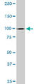 Myb-related protein A antibody, LS-C197724, Lifespan Biosciences, Western Blot image 