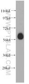 E3 ubiquitin-protein ligase ARIH2 antibody, 15006-1-AP, Proteintech Group, Western Blot image 