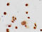 Histone Cluster 1 H1 Family Member E antibody, LS-C670380, Lifespan Biosciences, Immunocytochemistry image 