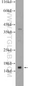 EDB antibody, 15546-1-AP, Proteintech Group, Western Blot image 