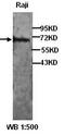 RHL antibody, orb77207, Biorbyt, Western Blot image 