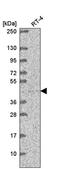 TEA Domain Transcription Factor 2 antibody, PA5-66833, Invitrogen Antibodies, Western Blot image 