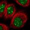 Parathymosin antibody, NBP1-80948, Novus Biologicals, Immunofluorescence image 