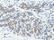 GTP-binding protein Rit2 antibody, LS-C115669, Lifespan Biosciences, Immunohistochemistry frozen image 