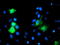 GTPase, IMAP Family Member 4 antibody, TA504849, Origene, Immunofluorescence image 