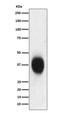 CD53 Molecule antibody, M06249, Boster Biological Technology, Western Blot image 