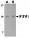 Interferon Induced Transmembrane Protein 1 antibody, TA319751, Origene, Western Blot image 