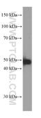 ATF4 antibody, 60035-1-Ig, Proteintech Group, Western Blot image 