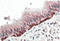 Forkhead Box I3 antibody, AP33415PU-N, Origene, Immunohistochemistry frozen image 