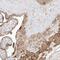 Zinc Finger GRF-Type Containing 1 antibody, NBP1-83750, Novus Biologicals, Immunohistochemistry frozen image 