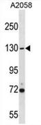 HAUSP antibody, AP54492PU-N, Origene, Western Blot image 