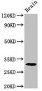 Pyridoxal Phosphatase antibody, LS-C672908, Lifespan Biosciences, Western Blot image 