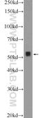 E2F Transcription Factor 3 antibody, 12334-1-AP, Proteintech Group, Western Blot image 