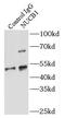 NUCB1 antibody, FNab05891, FineTest, Immunoprecipitation image 