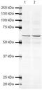 Protein Phosphatase 5 Catalytic Subunit antibody, PA5-19540, Invitrogen Antibodies, Western Blot image 