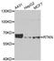 RTKN antibody, LS-C335700, Lifespan Biosciences, Western Blot image 